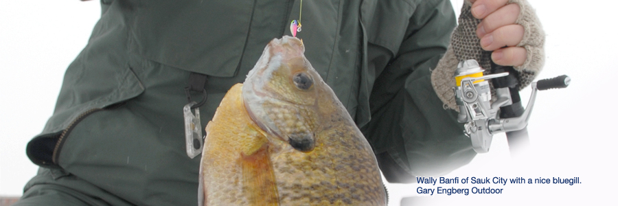 bluegill caught icefishing.