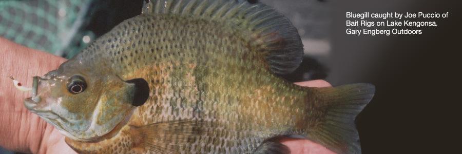 Bluegill spring fishing.