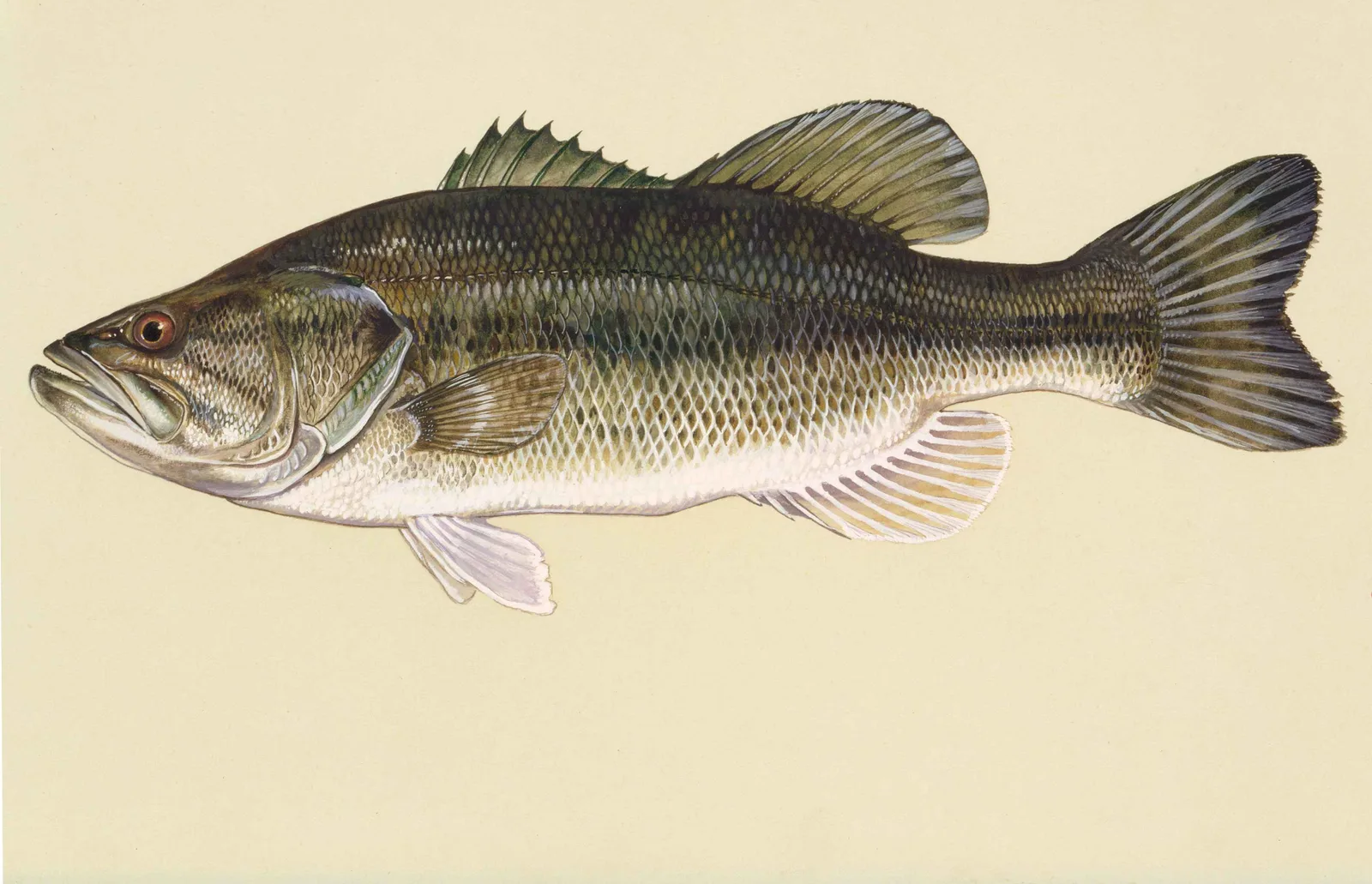 Largemouth bass painted by Duane Raver: dark stripe along a green side, upper jaw reaching past the eye